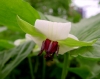 Trillium rugelii